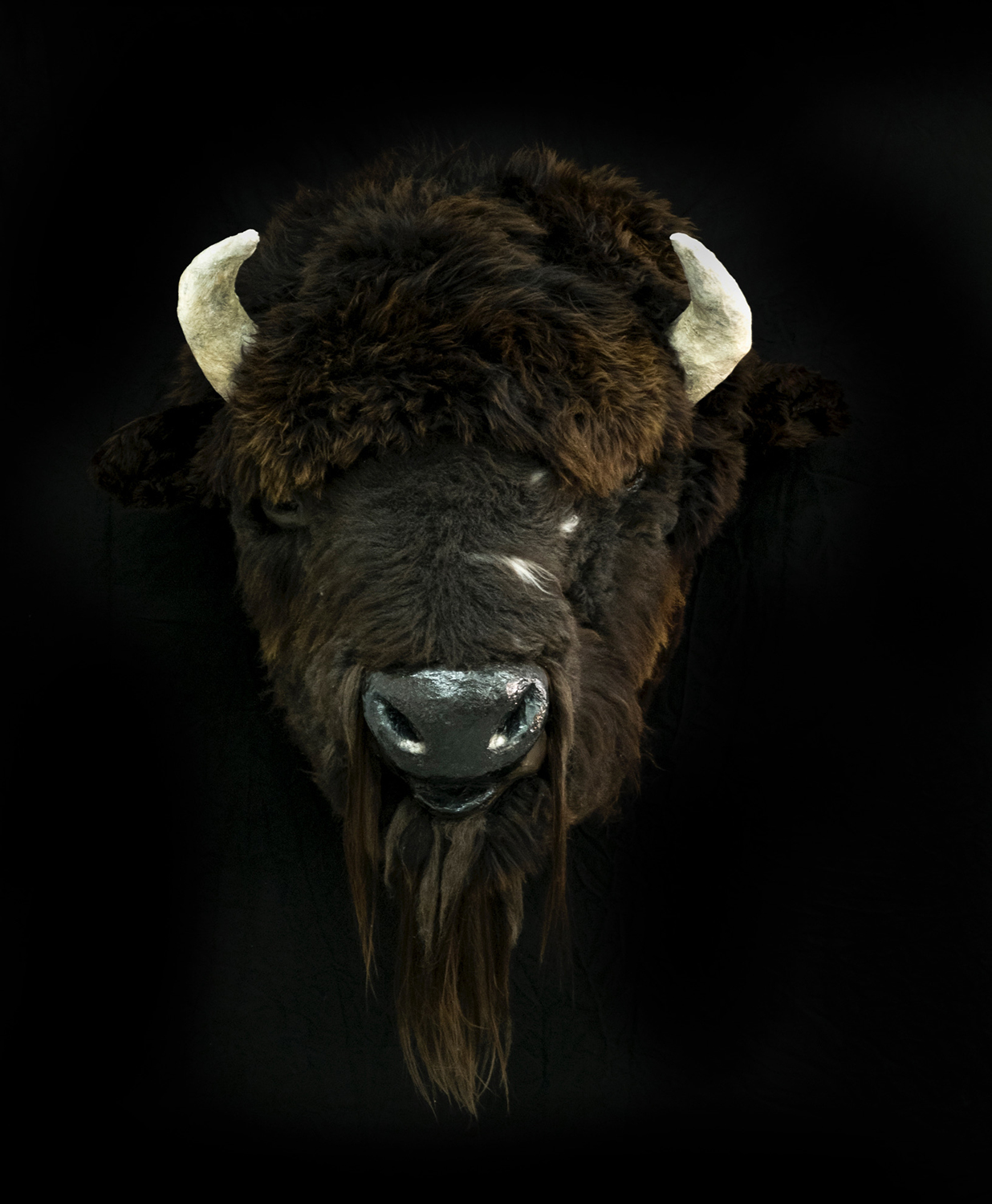 buffaloweb